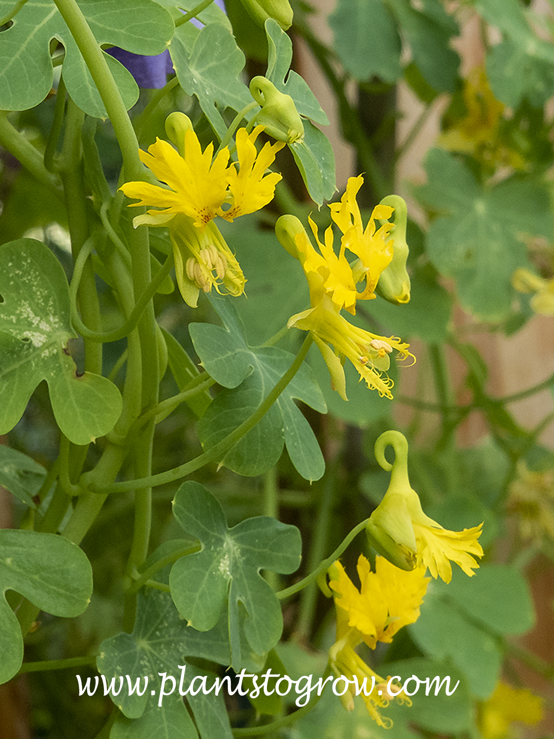 Canary Creeper (Tropaeolum peregrinum) 
Dig deep into your imagination to see this flower as a Canary.